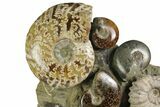 Tall, Composite Ammonite Fossil Display - Madagascar #175816-3